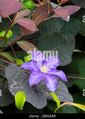 Der Hardy Climber Clematis 'Jackmanii Superba' blüht inmitten des sommerlichen Laubs des Rauchbusches, Cotinus coggygria 'Grace' Stockfoto