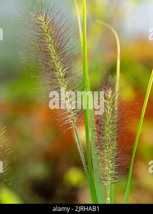 Spätsommerblütenspitzen des winterharten, mehrjährigen Brunnengrases, Pennisetum alopecuroides 'Red Head' Stockfoto