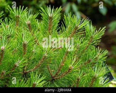 Grüne Nadeln der niedrig wachsenden, kompakten Form der winterharten immergrünen Konifere, Pinus densiflora 'Low Glow', Japanische Rotkiefer Stockfoto