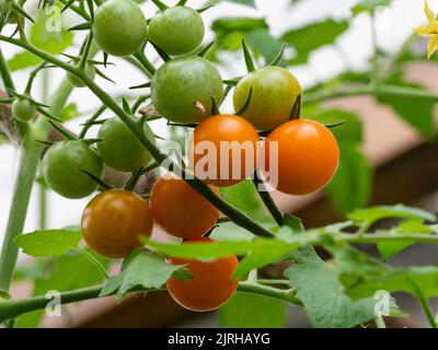 Reife Orange, reife und unreife Kirschtomaten, Solanum lycopersicum 'Sungold' in einem späteren Sommertruss Stockfoto