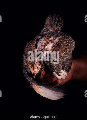 Guinea-Geflügelkick mit ausgebreiteten Flügeln auf der Hand Stockfoto