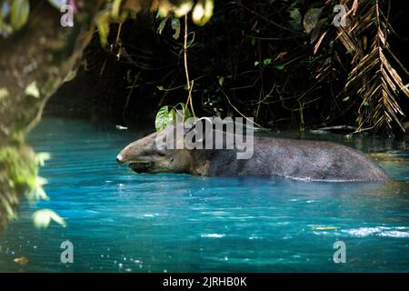 Bairds Tapir (Tapirus bairdii) schwimmt im Rio Tenorio Fluss im Tenorio Nationalpark, Costa Rica Stockfoto