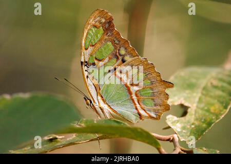 Malachitschmetterling (Siproeta stelenes), der auf einem grünen Blatt im Curi cacha Reservepark in Costa Rica steht Stockfoto