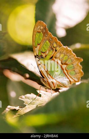 Malachitschmetterling (Siproeta stelenes), der auf einem grünen Blatt im Curi cacha Reservepark in Costa Rica steht Stockfoto