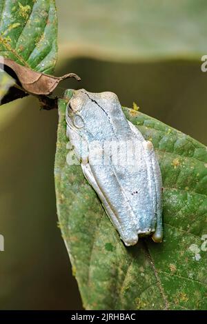 Rosenbergs Baumfrosch, auch bekannt als Gladiatorfrosch (Hypsiboas Rosenberg), schläft auf einem grünen Blatt im Corcovado-Nationalpark, Costa Rica Stockfoto
