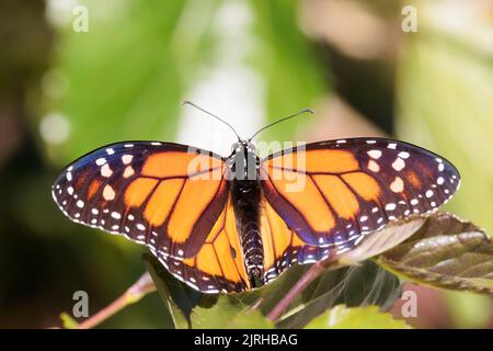 Monarchschmetterling (Danaus plexippus), der auf einem Zweig in der Nähe von San Girardo de Dota, Costa Rica, stariert. März 2022 Stockfoto