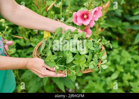 Ernte von Minzblättern, Frauenhänden mit Beschneiter und Weidenplatte im Garten Stockfoto