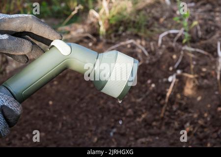 Frau, die eine Schlauchleitung abschaltet, die für die Bewässerung ihres Gemüsegartens verwendet wird. Stockfoto