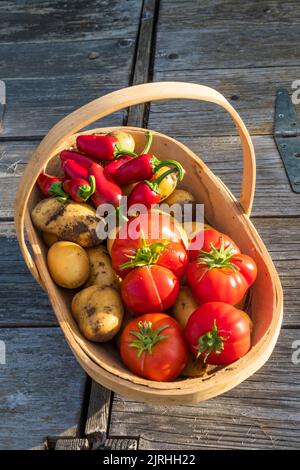 Ein Trug mit gepflücktem Gemüse aus eigenem Anbau - Charlotte Potatoes, Jalapeno Chilis und Marmande Tomaten. Stockfoto