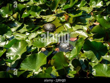 Paar Rotohrschildkröten oder Rotohrschildkröten Trachemys scripta elegans zwischen Seerosenblättern im Teich in städtischer Umgebung Stockfoto