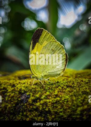 Ein kleiner gewöhnlicher Grasgelber Schmetterling (EUREMA hecabe), der auf einem Moos steht Stockfoto