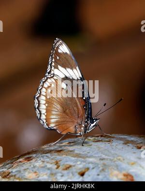 Wunderschöner schwarz-weißer Schmetterling, der aus nächster Nähe sitzt Stockfoto