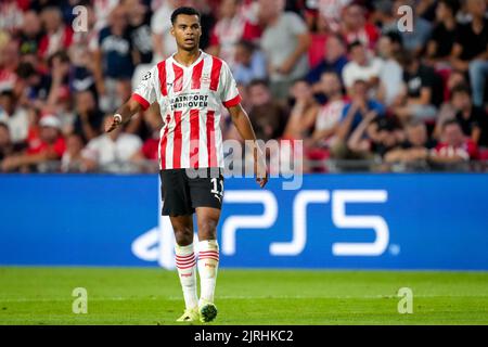 EINDHOVEN, NIEDERLANDE - 24. AUGUST: Cody Gakpo vom PSV während des UEFA Champions League Play-Off Second Leg-Spiels zwischen PSV und Rangers am 24. August 2022 im Philips Stadion in Eindhoven, Niederlande (Foto: Geert van Erven/Orange Picters) Stockfoto