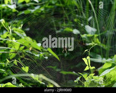 Trebbin, Deutschland. 22. August 2022. 22.08.2022, Trebbin. Eine Gartenkreuzspinne (Araneus diadematus) lauert im Licht der Morgensonne in der Nähe von Trebbin in Brandenburg auf Beute. Quelle: Wolfram Steinberg/dpa Quelle: Wolfram Steinberg/dpa/Alamy Live News Stockfoto