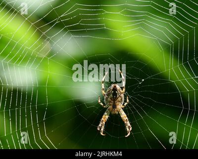 Trebbin, Deutschland. 22. August 2022. 22.08.2022, Trebbin. Eine Gartenkreuzspinne (Araneus diadematus) lauert im Licht der Morgensonne in der Nähe von Trebbin in Brandenburg auf Beute. Quelle: Wolfram Steinberg/dpa Quelle: Wolfram Steinberg/dpa/Alamy Live News Stockfoto
