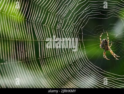 Trebbin, Deutschland. 22. August 2022. 22.08.2022, Trebbin. Eine Gartenkreuzspinne (Araneus diadematus) lauert im Licht der Morgensonne in der Nähe von Trebbin in Brandenburg auf Beute. Quelle: Wolfram Steinberg/dpa Quelle: Wolfram Steinberg/dpa/Alamy Live News Stockfoto