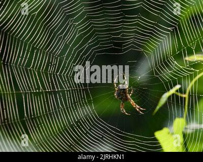Trebbin, Deutschland. 22. August 2022. 22.08.2022, Trebbin. Eine Gartenkreuzspinne (Araneus diadematus) lauert im Licht der Morgensonne in der Nähe von Trebbin in Brandenburg auf Beute. Quelle: Wolfram Steinberg/dpa Quelle: Wolfram Steinberg/dpa/Alamy Live News Stockfoto