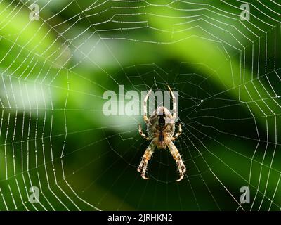 Trebbin, Deutschland. 22. August 2022. 22.08.2022, Trebbin. Eine Gartenkreuzspinne (Araneus diadematus) lauert im Licht der Morgensonne in der Nähe von Trebbin in Brandenburg auf Beute. Quelle: Wolfram Steinberg/dpa Quelle: Wolfram Steinberg/dpa/Alamy Live News Stockfoto