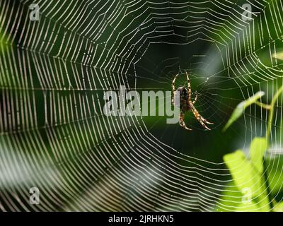 Trebbin, Deutschland. 22. August 2022. 22.08.2022, Trebbin. Eine Gartenkreuzspinne (Araneus diadematus) lauert im Licht der Morgensonne in der Nähe von Trebbin in Brandenburg auf Beute. Quelle: Wolfram Steinberg/dpa Quelle: Wolfram Steinberg/dpa/Alamy Live News Stockfoto