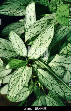 Tropische Pflanze 'Aglaonema Commutatum Silver Queen' mit schönen Silbermarkierungen auf den Blättern Stockfoto