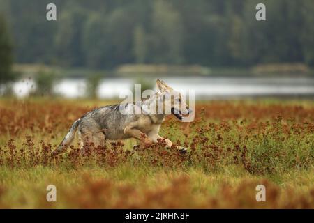 Wolf Junge läuft im Blütengras Wolf aus Finnland. Grauer Wolf, Canis lupus, auf der Sommerwiese. Wolf im Naturlebensraum. Stockfoto