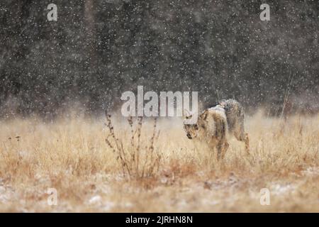 Wolf aus Finnland. Grauer Wolf, Canis lupus, im frühen Winter, auf der Wiese in der Nähe des Waldes. Wolf im Naturlebensraum. Wild. Stockfoto