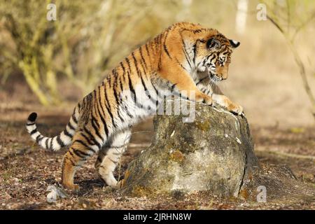 Sibirischer Tiger springt im Sommer in der wilden Taiga. Russland. Panthera tigris altaica Stockfoto