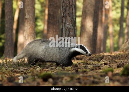 Wildtierszene. Wilder Dachs, Meles meles, Tier im Kiefernwald. Europa. Stockfoto