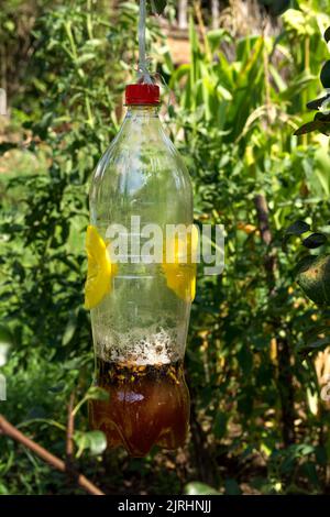 Eine selbstgemachte Falle für Wespen und Hornissen aus einer Plastikflasche mit Bier und Essig als Köder. Die Flasche hängt an einem Baum im Garten voller Fänge Stockfoto