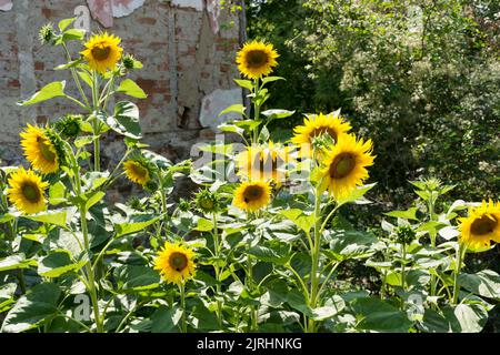 Eine Gruppe von Sonnenblumen blüht an einem sonnigen Sommertag im Garten hinter dem Haus. Natürliches Hintergrundkonzept. Nahaufnahme, selektiver Fokus Stockfoto