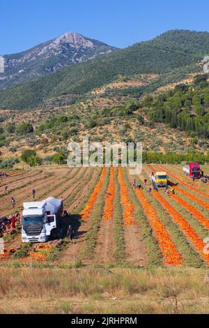 Luftbild von Anhängern, die mit frisch geernteten reifen roten Tomaten beladen sind. Stockfoto