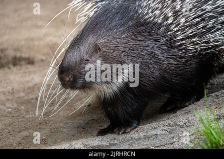 Porträt eines Kapporkupins (Hystrix africaeaustralis) Stockfoto