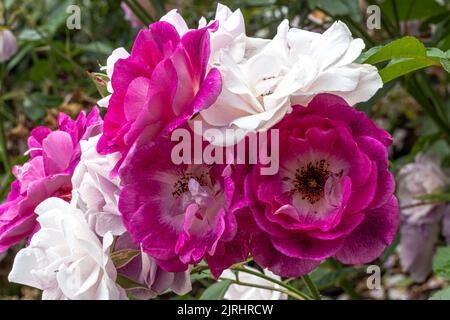 Blüten der ‘Brilliant Pink Iceberg’ Floribunda Rose Stockfoto