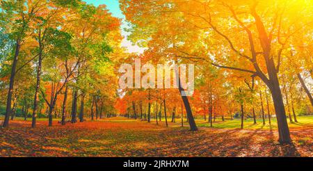 Herbstliche Waldlandschaft. Goldfarbener Baum, rot-orangefarbenes Laub im Herbstpark. Naturwechsel-Szene. Gelber Wald in landschaftlicher Landschaft. Sonne am blauen Himmel. Panora Stockfoto