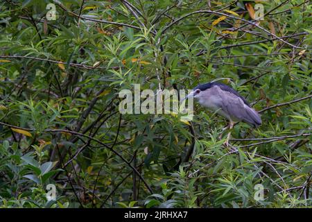 Ein schwarzer Nachtreiher (Nycticorax nycticorax) im Unterholz in einem Park in Kanagawa, Japan. Stockfoto