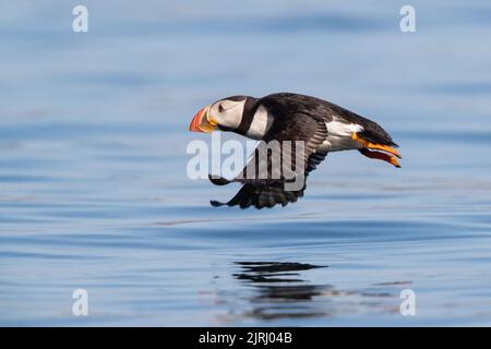 Ein Atlantischer Papageitaucher (Fratercula artica), der tief über dem Meer um Skomer Island, Wales, fliegt Stockfoto