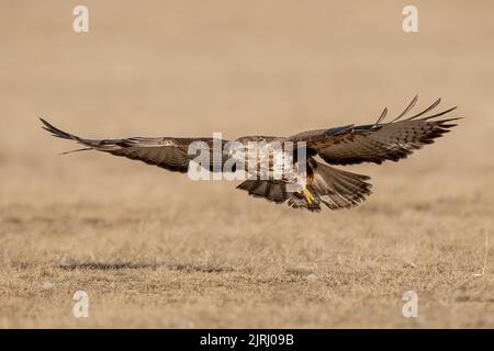 Ein Buteo-Buteo (Buteo Buteo), der tief über Grasland, im Koros-Maros-Nationalpark, Ungarn, fliegt Stockfoto