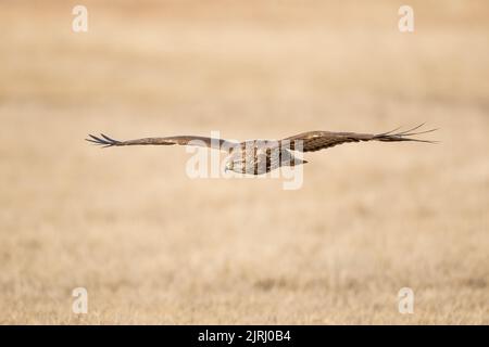 Ein Buteo-Buteo (Buteo Buteo), der tief über Grasland, im Koros-Maros-Nationalpark, Ungarn, fliegt Stockfoto