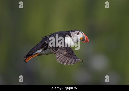 Ein Atlantischer Papageitaucher (Fratercula artica) im Flug, Skomer Island, Wales Stockfoto