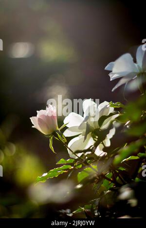 Eine selektive Fokusaufnahme von weißen Blüten mit Bokeh-Lichtern in vertikaler Richtung Stockfoto