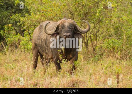 Afrikanische oder Cape, Büffel (Syncerus Caffer) Stockfoto