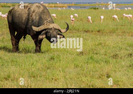 Afrikanische oder Cape, Büffel (Syncerus Caffer) Stockfoto