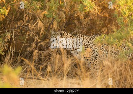 Leopard (Panthera pardus), der in der Dämmerung im hohen Gras Beute verfolgt Stockfoto