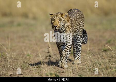 Leopard (Panthera pardus), der in Richtung Kamera geht Stockfoto
