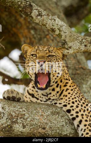 Leopard (Panthera pardus), der in einem Baum liegt und gähnend ist Stockfoto