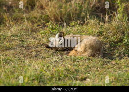 Fledermausohr-Fuchs (Otocyon megalotis) schläft Stockfoto