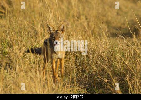 Black-backed Jackal (Canis Mesomelas) Stockfoto