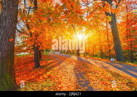 Herbstwaldweg. Orangefarbener Baum, rotbraune Ahornblätter im Herbst-Stadtpark. Naturszene im Sonnenuntergang Nebel Holzbank in landschaftlich schöner Landschaft helles Licht Stockfoto