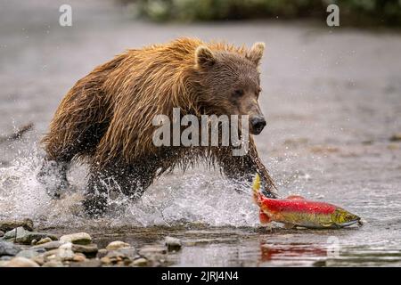 Brauner Bär Jagt Lachs Stockfoto