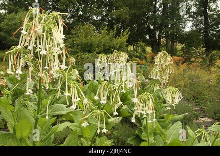 Blühender Tabak (Nicotiana sylvestris) in einem Garten Stockfoto